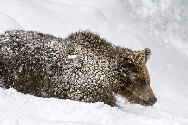 Brown Bear (Ursus arctos arctos)