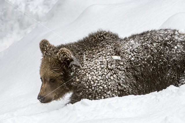 Brown Bear (Ursus arctos arctos)