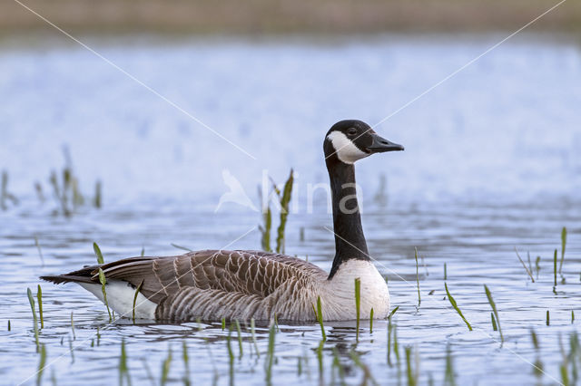 Canadese Gans (Branta canadensis)