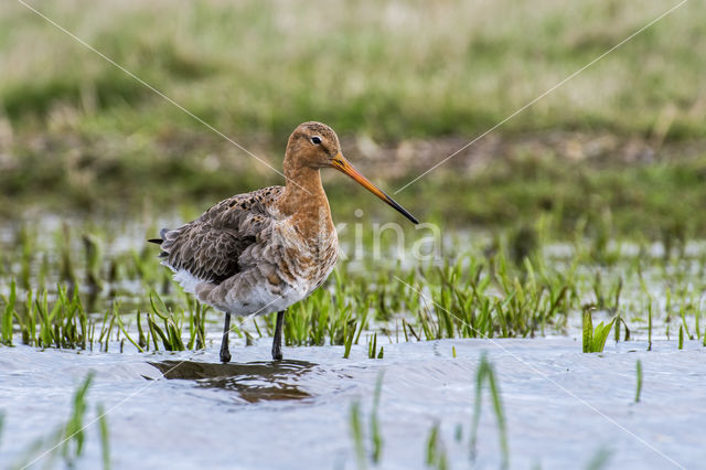 Black-tailed Godwit (Limosa limosa)