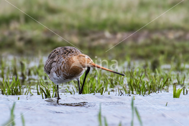 Grutto (Limosa limosa)