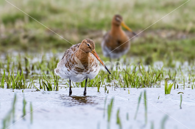 Grutto (Limosa limosa)