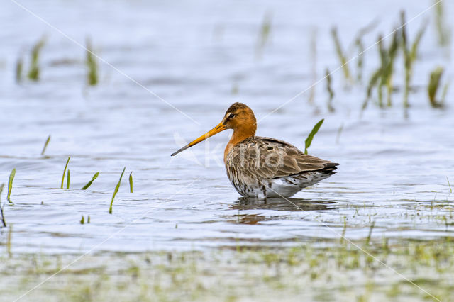 Black-tailed Godwit (Limosa limosa)