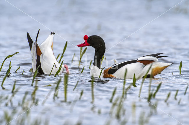 Shelduck (Tadorna tadorna)