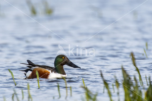 Slobeend (Anas clypeata)