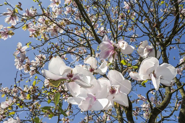 Magnolia (Magnolia spec.)