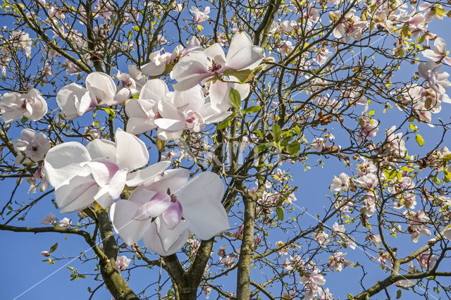 Magnolia (Magnolia spec.)