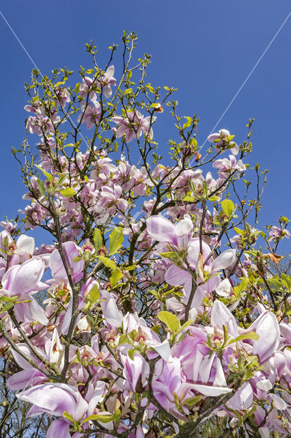 Magnolia (Magnolia spec.)