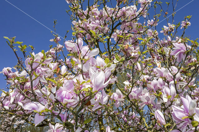 Magnolia (Magnolia spec.)