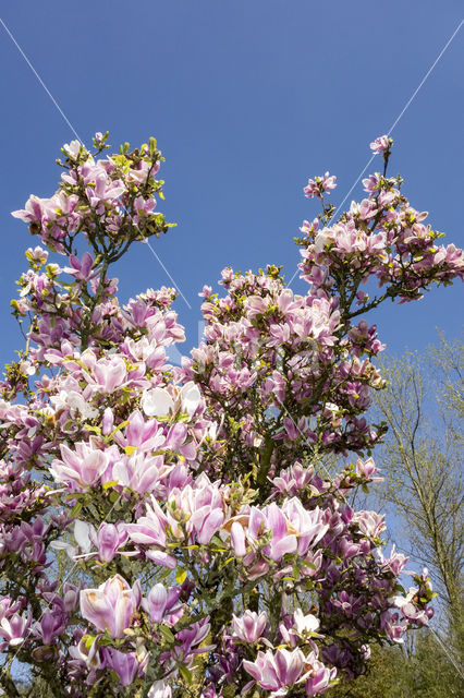 Magnolia (Magnolia spec.)