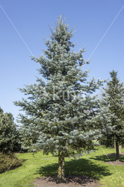 Abies concolor