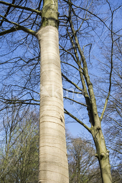 Beech (Fagus sylvatica)