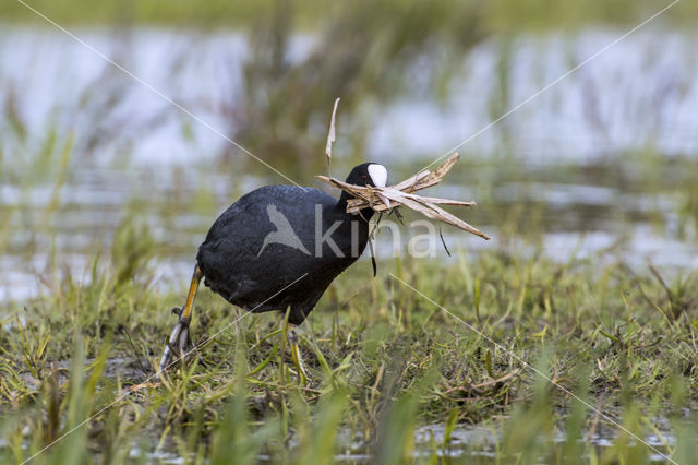 Meerkoet (Fulica atra)