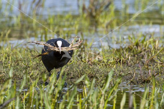 Meerkoet (Fulica atra)