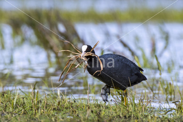 Meerkoet (Fulica atra)