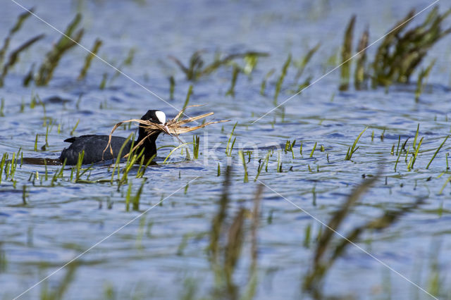 Meerkoet (Fulica atra)