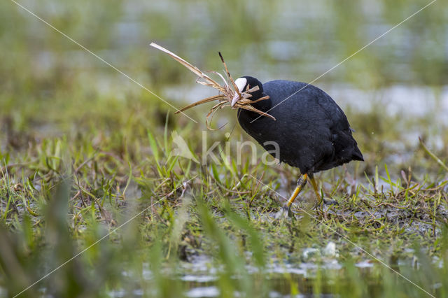 Meerkoet (Fulica atra)