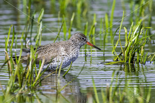 Tureluur (Tringa totanus)