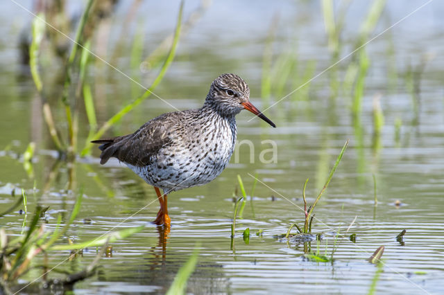 Common Redshank (Tringa totanus)