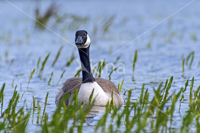 Canadese Gans (Branta canadensis)