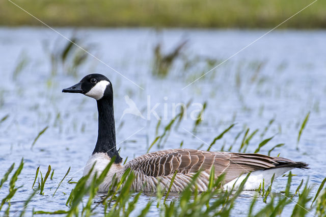 Canada Goose (Branta canadensis)