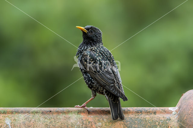 Spreeuw (Sturnus vulgaris)