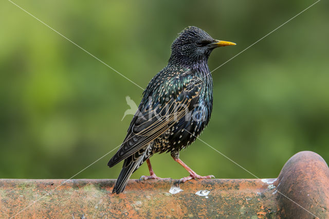 European Starling (Sturnus vulgaris)