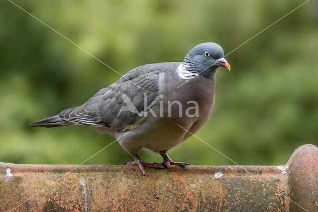 Wood Pigeon