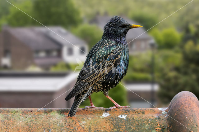 European Starling (Sturnus vulgaris)