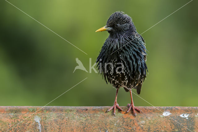 European Starling (Sturnus vulgaris)