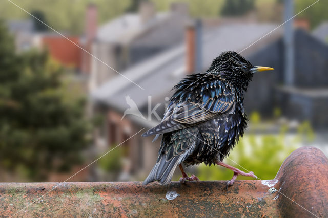 European Starling (Sturnus vulgaris)