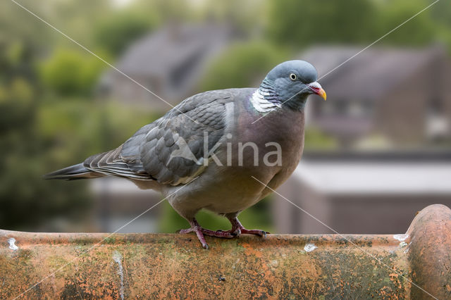 Wood Pigeon