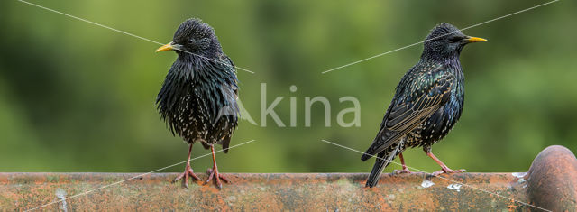 European Starling (Sturnus vulgaris)