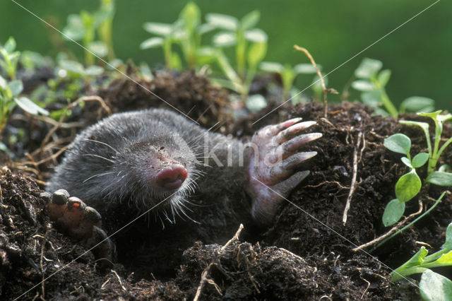 Mole (Talpa europaea)