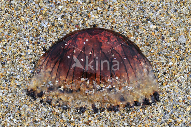 Compass Jellyfish (Chrysaora hysoscella)