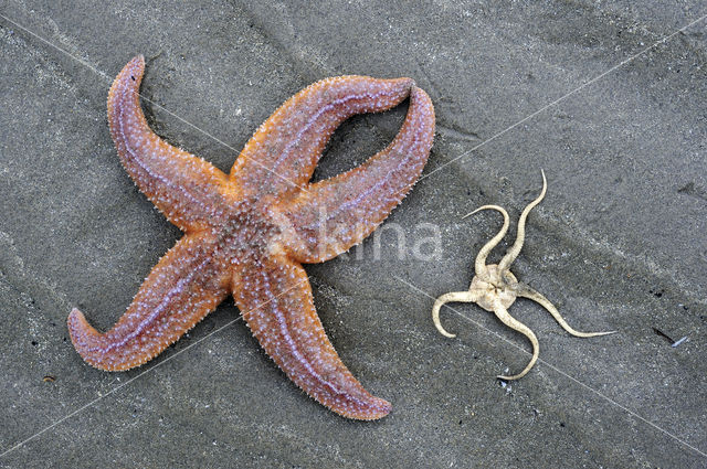 Common starfish (Asterias rubens)