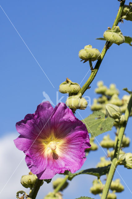 Althaea rosea