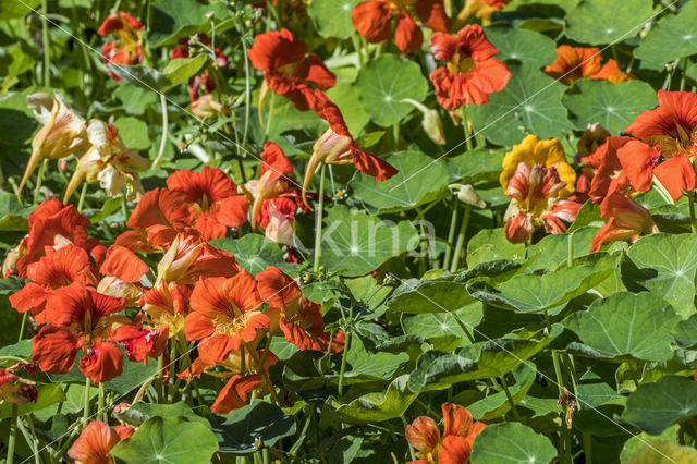 Garden Nasturnium (Tropaeolum majus)