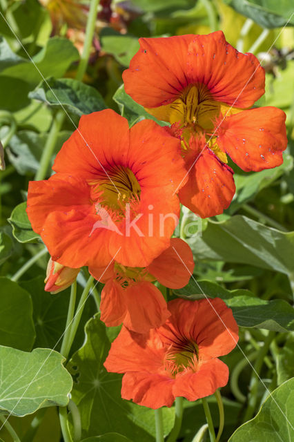 Oostindische kers (Tropaeolum majus)