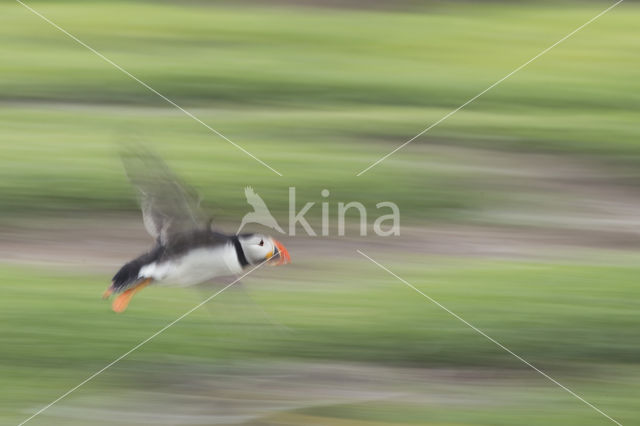 Atlantic Puffin (Fratercula arctica)