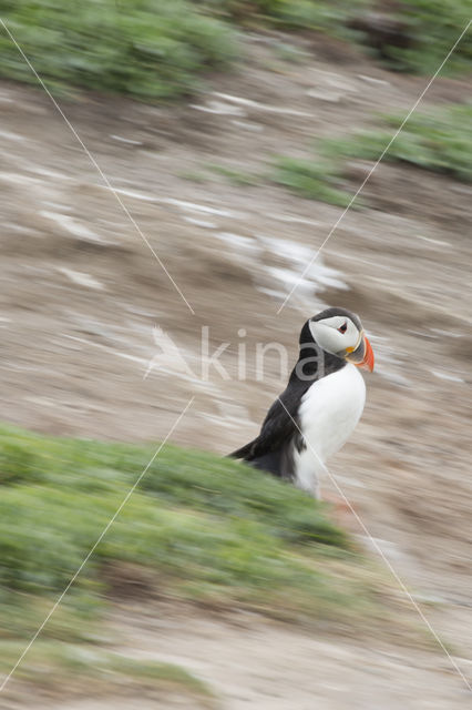 Atlantic Puffin (Fratercula arctica)