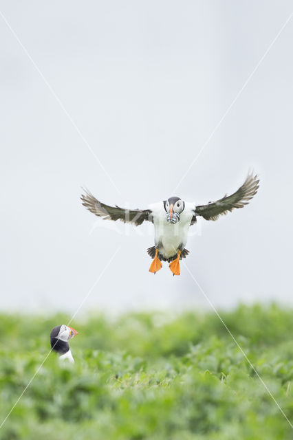 Atlantic Puffin (Fratercula arctica)