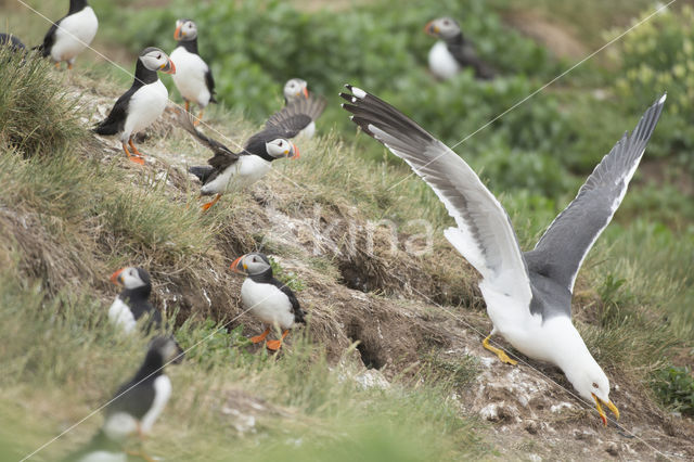 Atlantic Puffin (Fratercula arctica)