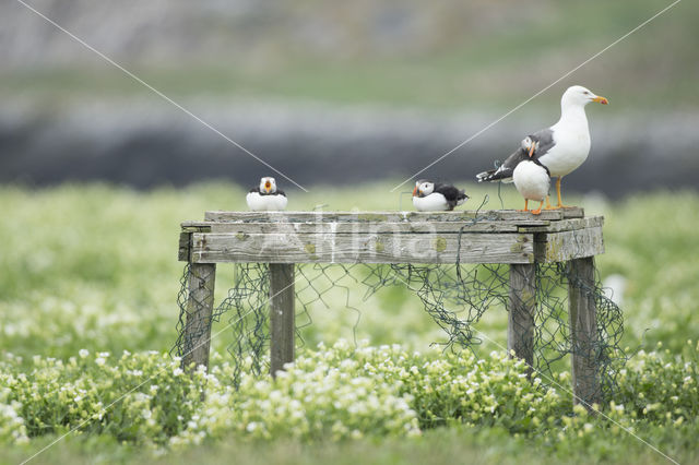 Atlantic Puffin (Fratercula arctica)