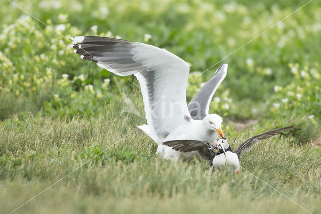 Atlantic Puffin (Fratercula arctica)