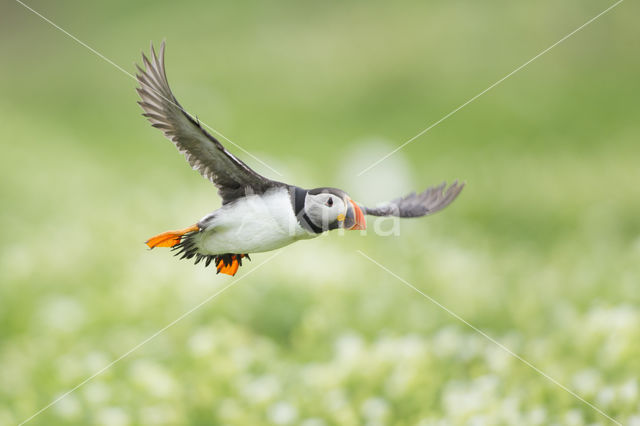 Atlantic Puffin (Fratercula arctica)