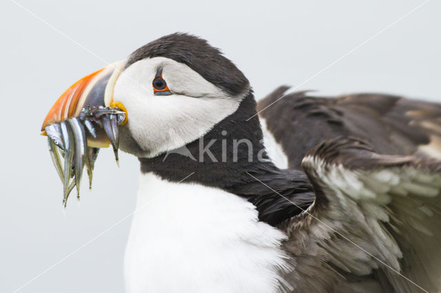 Atlantic Puffin (Fratercula arctica)