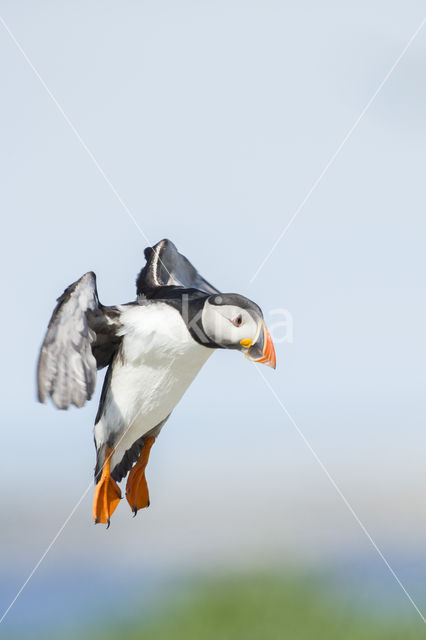 Atlantic Puffin (Fratercula arctica)