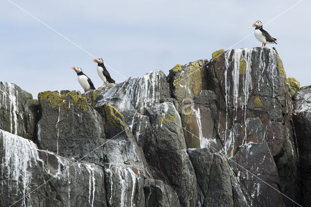 Atlantic Puffin (Fratercula arctica)