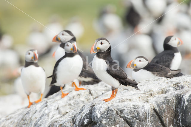 Atlantic Puffin (Fratercula arctica)